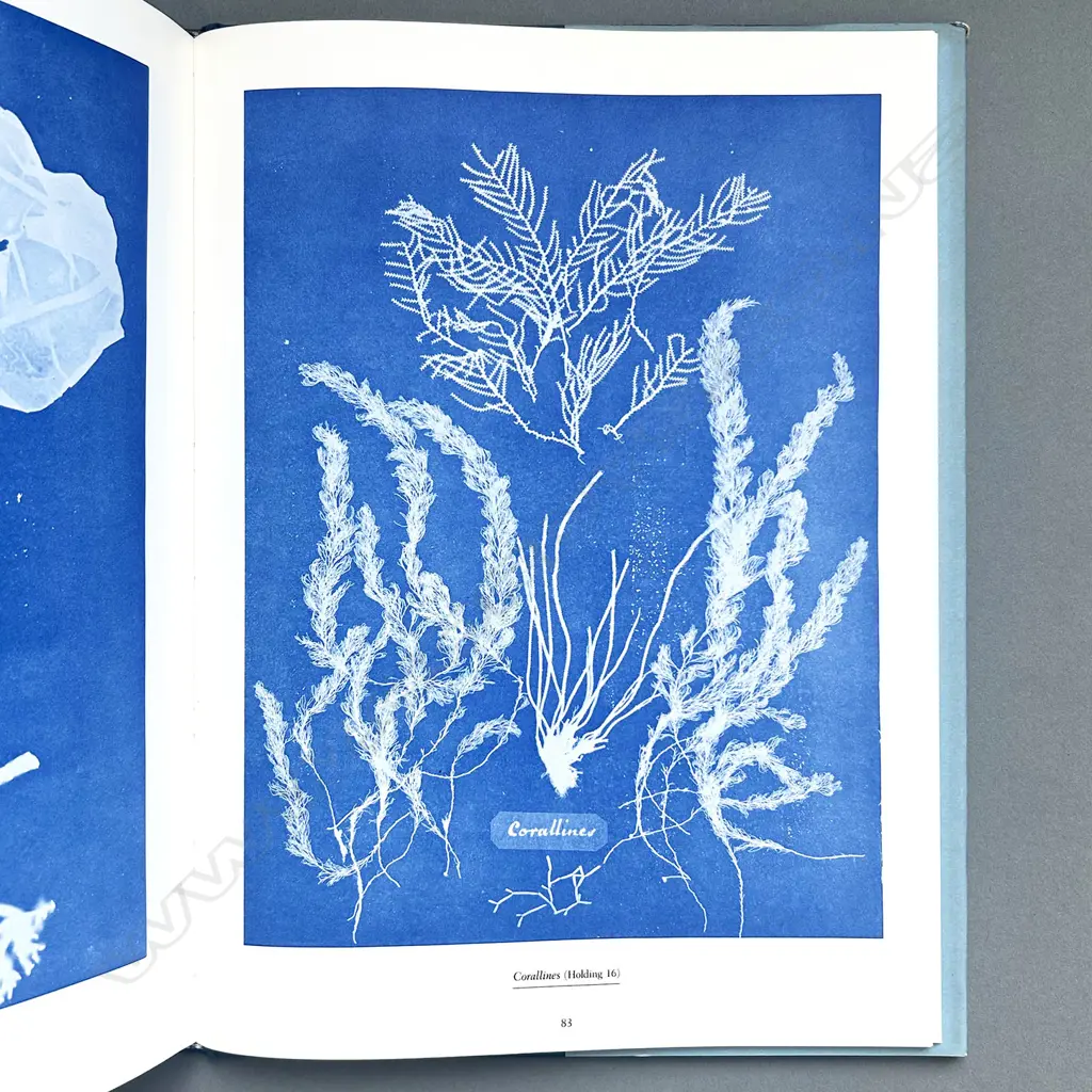 ANNA ATKINS: SUN GARDENS VICTORIAN PHOTOGRAMS Image 1++